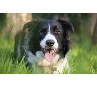 Border Collie,Adult Jigsaw Puzzle 1000 Pieces,Teen Boys and Girls Jigsaw Puzzles Premium Fun Family Challenging Birthday Jigsaw Puzzles,26x38cm