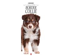 Border collie. Calendario 2026. Long