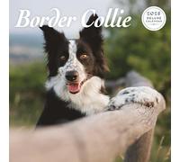 Border Collie Calendrier 2025 Deluxe