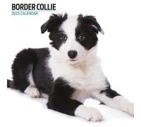 Border Collie Calendrier moderne 2025