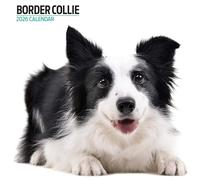 Border Collie Calendrier moderne 2026