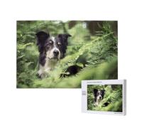 Border Collie Chiens Bokeh Animaux Noir Blanc,Puzzle Familial en Bois de 1 000 pièces pour Adultes et Adolescents, décoration d'intérieur