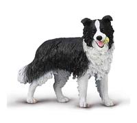 Border Collie - (L)