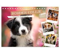 Border Collie - Magische Augenblicke (Tischkalender 2027 DIN A5 quer), CALVENDO Monatskalender: Szenen voller Emotionen und Lebensfreude