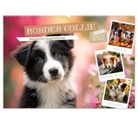 Border Collie - Magische Augenblicke (Wandkalender 2027 DIN A2 quer), CALVENDO Monatskalender: Szenen voller Emotionen und Lebensfreude