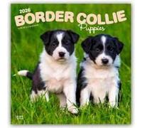 Border Collie Puppies 2026 Square Flap Calendar Calendar Book