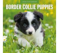 Border Collie Puppies 2026 Square Wall Calendar