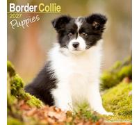 Border Collie Puppies 2027 Calendar | Square Wall Calendar | Puppy Gift | Plastic Free Packaging | by Avonside Publishing