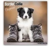 Border Collie Puppies - Border Collie Welpen 2025 - 16-Monatskalender