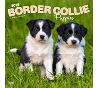 Border Collie Puppies - Border Collie Welpen 2026 - 16-Monatskalender: Original BrownTrout-Kalender [Mehrsprachig] [Kalender]