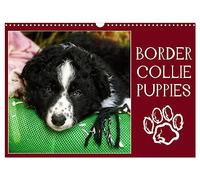 Border collie puppies (Calendrier mural 2026 DIN A3 vertical), CALVENDO calendrier mensuel: Photos adorables de chiots border collie