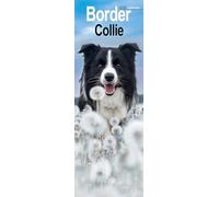 Border Collie Slim Calendar 2026 Dog Breed Slimline Calendar - 12 Month