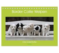 Border Collie Welpen (Tischkalender 2026 DIN A5 quer), CALVENDO Monatskalender: Putzige Minihütehunde