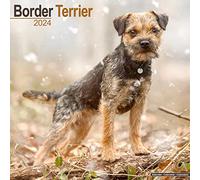 Border Terrier Calendar 2024 Square Dog Breed Wall Calendar - 16 Month