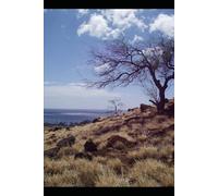 BORN AT THE BORDER: From Survival to Responsibility (A Novel Based on a True Story)