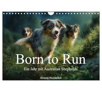 Born to run - Ein Jahr mit Australian Shepherds (Wandkalender 2027 DIN A4 quer), CALVENDO Monatskalender: Der ultimative Aussie - Kalender!