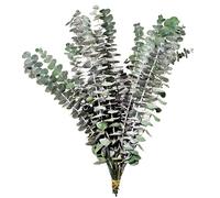 Bosreroy Bouquet d'eucalyptus séché, 35 tiges, composition florale naturelle, tiges véritables préservées de 42,9 cm, cravate en jute, décoration d'intérieur nécessitant peu d'entretien
