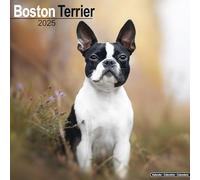 Boston Terrier Calendar 2025 Square Dog Breed Wall Calendar - 16 Month