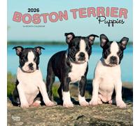 Boston Terrier Puppies | Calendrier mural mensuel carré 2026 30,5 x 61 cm | Sans plastique | BrownTrout | Animaux races de chiens chiots
