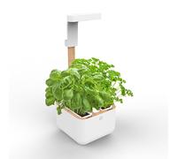 Botaneo Eylo - Livré avec 2 Lingots Véritable