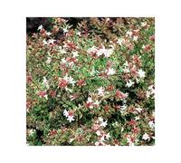BOTANIC®-Abelia Grandiflora sparkling silver en pot de 3 litres