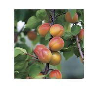 BOTANIC®-Abricotier Luizet. Le pot de 12 litres, forme gobelet