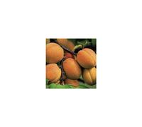 BOTANIC®-Abricotier Polonais. En racine nue, forme 1/2 tige