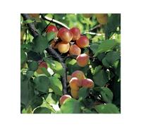 BOTANIC®-Abricotier Rouge Du Roussillon. En racine nue, forme 1/2 tige