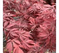 BOTANIC®-Acer Palmatum Burgundy Lace - Le pot de 30 litres