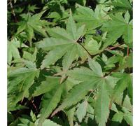 BOTANIC®-Acer Palmatum (érable du Japon palmé) 1/4 de tige en pot de 10L vert