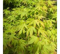 BOTANIC®-Acer Palmatum Katsura (érable du Japon) en pot de 30 L orange