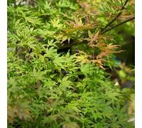 BOTANIC®-Acer Palmatum Reticulatum - Le pot de 7 litres