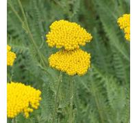 BOTANIC®-Achillée naine jaune - Le pot de 9 x 9 cm