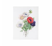 BOTANIC®-Affiche anémone simple - 30 x 40 cm