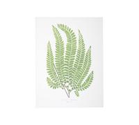 BOTANIC®-Affiche fougère Adiantum Pubescens - 30 x 40 cm