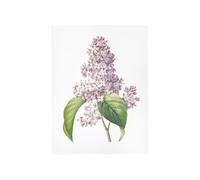 BOTANIC®-Affiche lilas - 30 x 40 cm