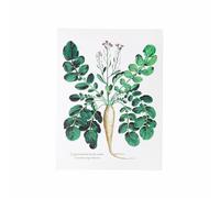 BOTANIC®-Affiche radis blanc - 30 x 40 cm