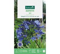 BOTANIC®-Agapanthe botanic coloris bleu - 1 bulbe
