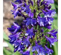 BOTANIC®-Agapanthe (tubéreuse) à fleurs bleues - Le pot de 1 litre