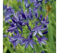 BOTANIC®-Agapanthus X Lapis Lazuli (Bleu). Le pot de 1 litre
