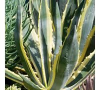 BOTANIC®-Agave d'Amérique Marginata. Le pot de 3 litres