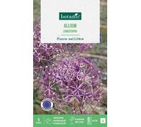 BOTANIC®-Allium christophii botanic - 5 bulbes