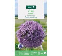 BOTANIC®-Allium gladiator botanic - 1 bulbe