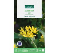 BOTANIC®-Allium moly botanic - 25 bulbes