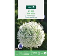BOTANIC®-Allium mount everest botanic - 1 bulbe