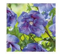 BOTANIC®-Althéa Blue Chiffon - pot 5 L