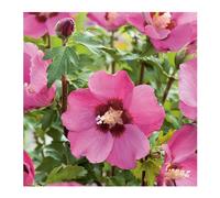 BOTANIC®-Althéa Pink Geant - pot 5 L