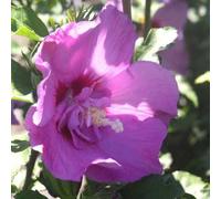 BOTANIC®-Althéa varié (Hibiscus). Le pot de 7,5 litres