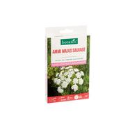 BOTANIC®-Ammi Majus sauvage botanic - graines à semer (3 m²)