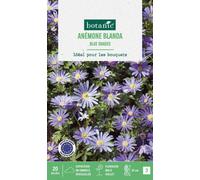 BOTANIC®-Anémone blanda blue shades en mélange botanic - 20 bulbes